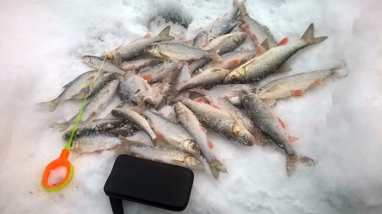 Вести с водоемов подмосковья отчеты. Фишингсиб новосибирск рыбалка. Вести с водоемов подмосковья последний отчет. Вести с водоемов. Вести с водоемов подмосковья отчеты.