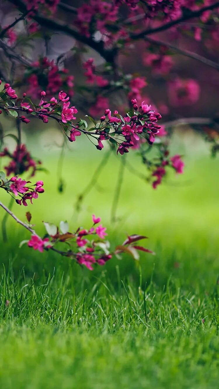 Весенние цветы. Природа цветы. Фото весны красивые на заставку телефона