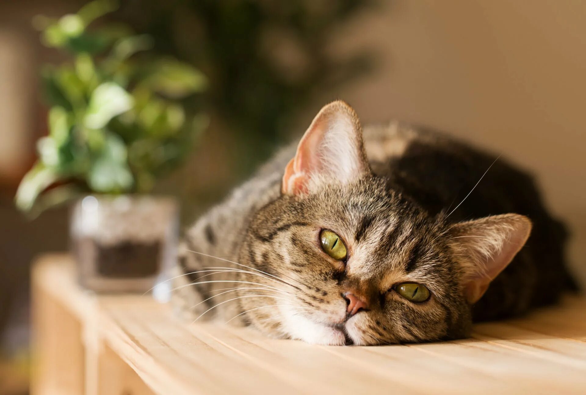 Европейская короткошерстная кошка. Красивый кот. Картинки на рабочий стол животные кошки. Обои на рабочий стол коты. Стол кошечка