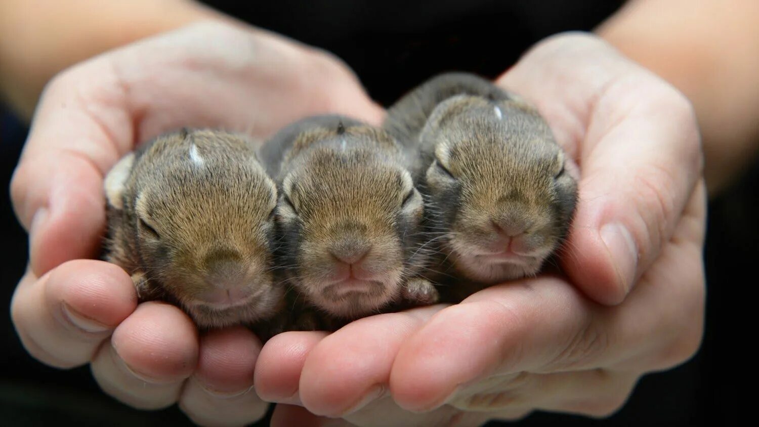 Craseonycteris thonglongyai (летучая мышь). 10 маленьких животных. Самых маленьких животных на земле. Самые маленькие животные. Пасум карликовый поссум.