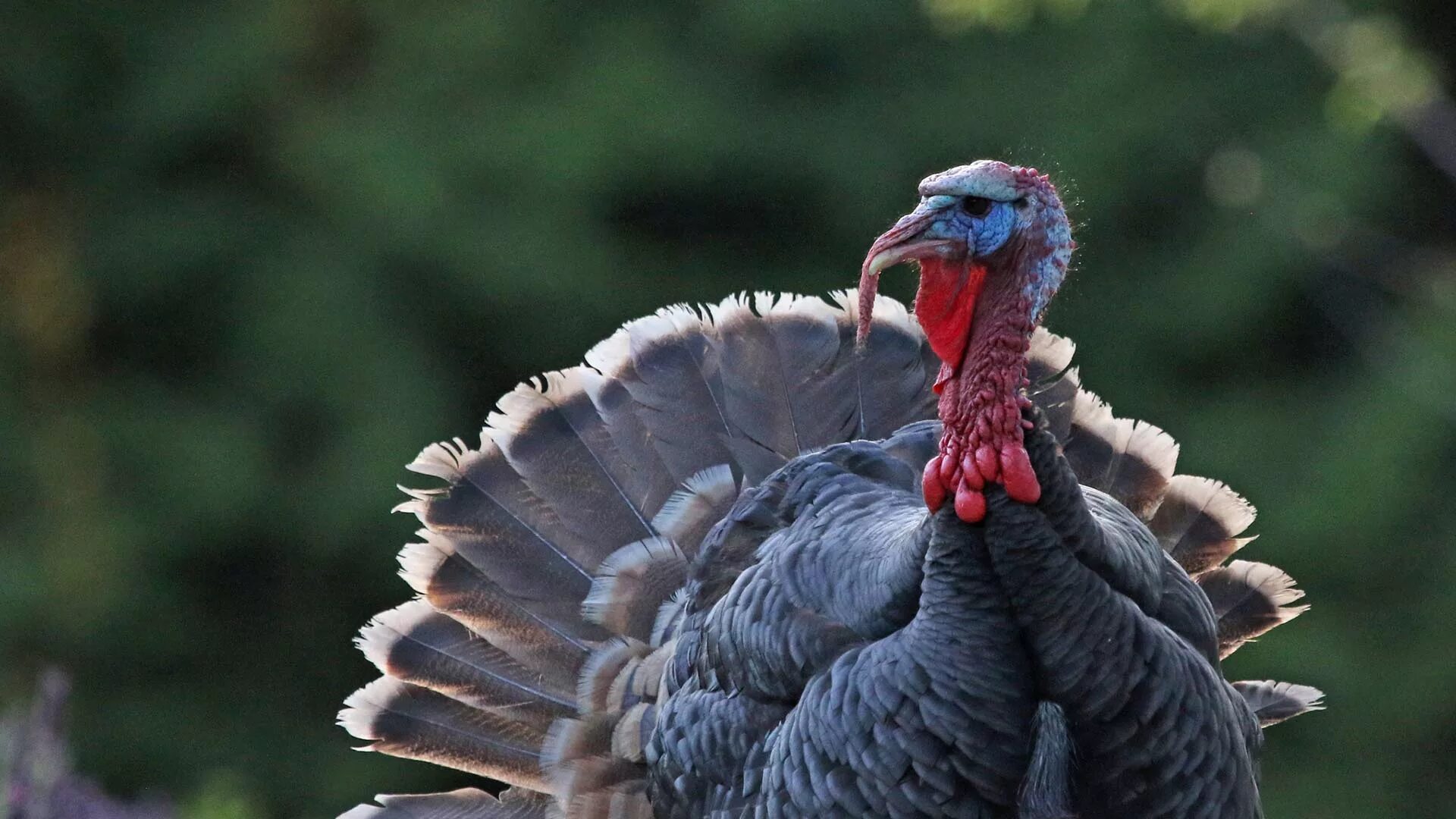 Индейка обыкновенная meleagris gallopavo. Наррагансетт индюк. Североамериканская Дикая индейка. Дикий американский индюк.