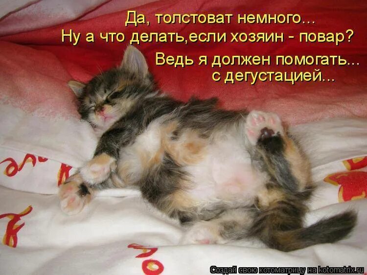 Сладких снов котик. Спокойной ночи котики. Спокойной ночи котик мой. Пусть поспят