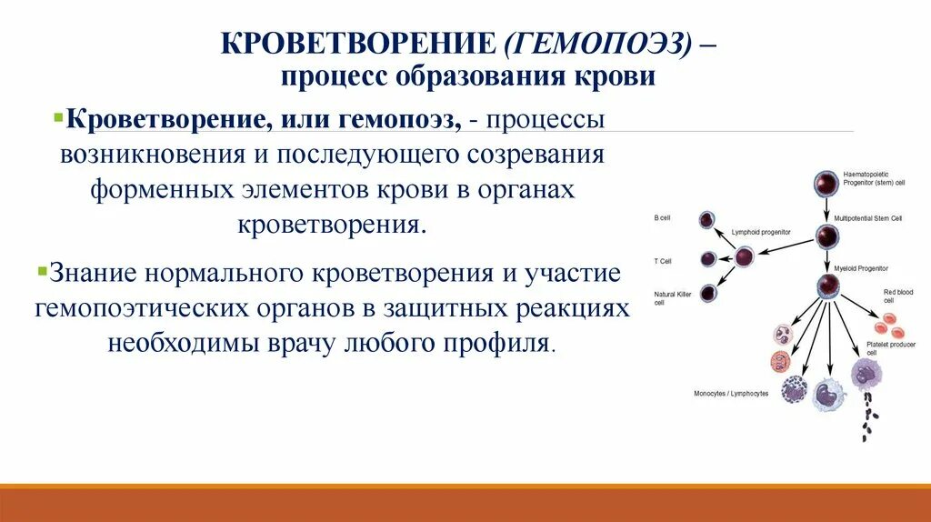 Кроветворение гемопоэз гистология. Понятие о системе кроветворения. Система образования клеток крови. Кроветворная система схема. Какой орган кроветворный