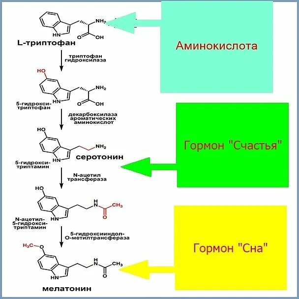 Схема выработки мелатонина. Синтез гормона мелатонина. Синтез мелатонина из триптофана. Меланин функции гормона. Серотонин стимулирует