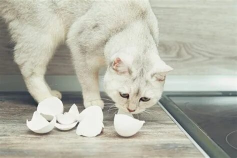 Можно ли котенку дать вареное яйцо