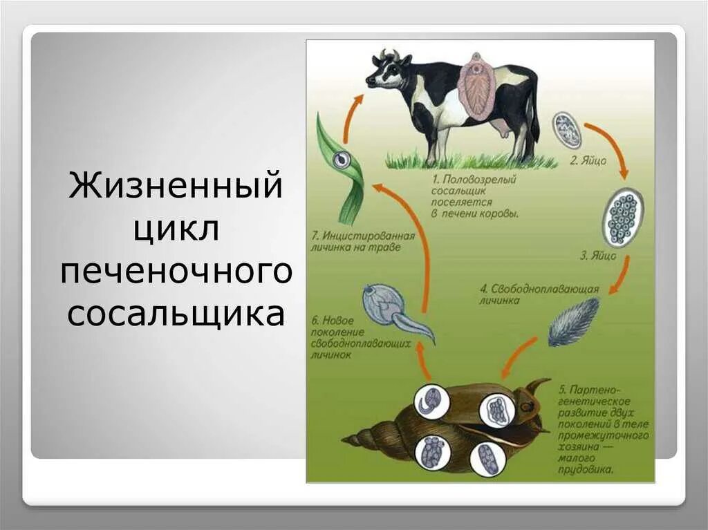 Цикл развития печеночного сосальщика. Печёночны йсосальщик жизненный цикл. Цикл печеночного сосальщика биология. Жизненный цикл печёночного сосальщика биология.