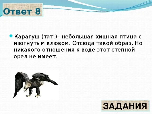 Какое чувство развито у орла