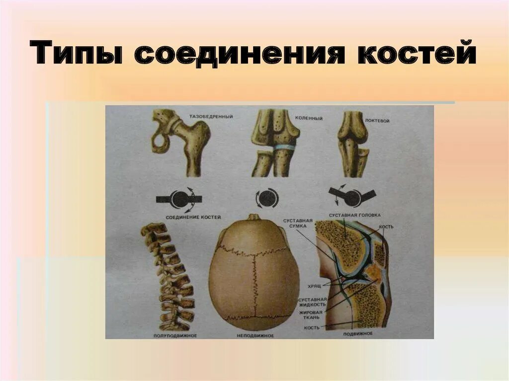 Правильное соединение костей. Полуподвижное соединение костей строение. Строение костей соединение костей. Рис 37 типы соединения костей. Типы соединения костей подвижные.