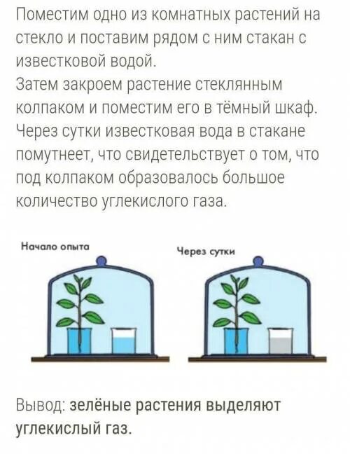 Какой газ вызывает помутнение известковой. Дыхание растений опыт с известковой водой. Опыты с растениями. Опыт доказывающий дыхание растений с известковой водой. Опыты по биологии.