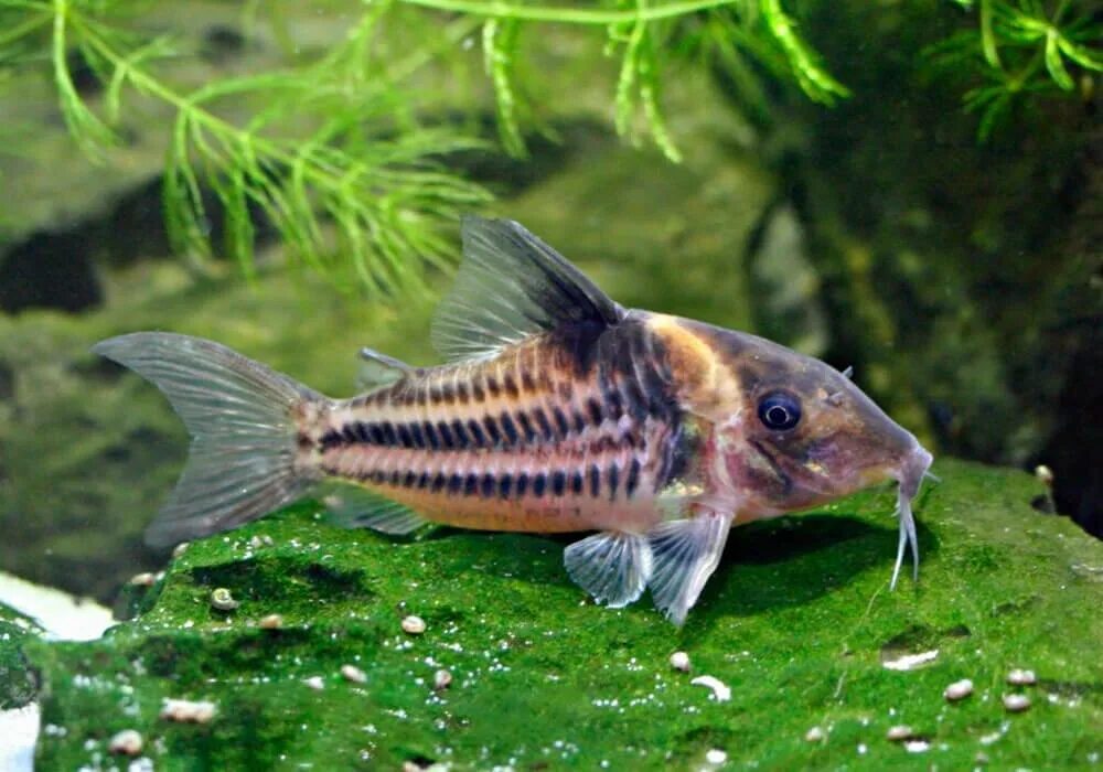 Коридорасы виды. Сомик коридорас. Коридорас симилис. Коридорас (Corydoras).. Коридорас Штерба.