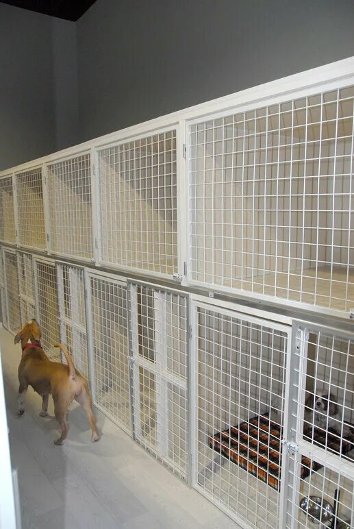 зоогостиницы для животных. гостиница для кошек. зоогостиница гранат. гостиница для кошек scandi cat москва. зоогостиница для кошек в москве.