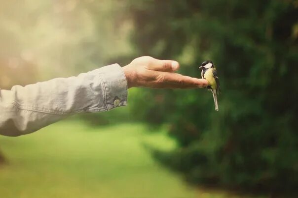 Птичка на руке. Птица на ладони. Доверие природа. Птицы на руках мужские.