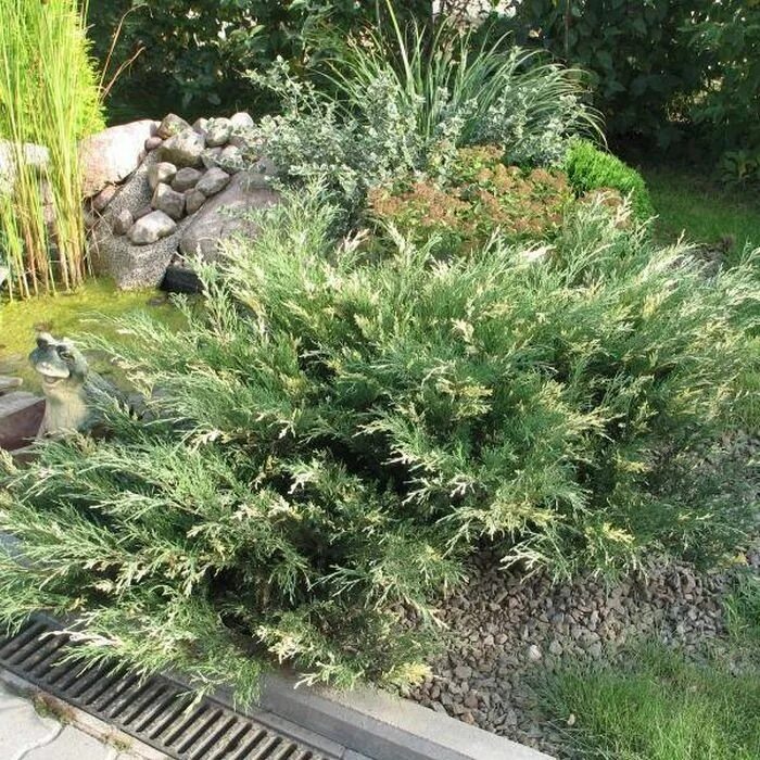 Можжевельник казацкий "Вариегата" - Juniperus sabina "Variegata" и крупномеры ку