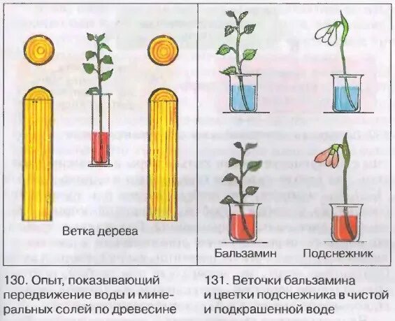 Лабораторная работа по биологии передвижение воды. Передвижение воды и Минеральных веществ по стеблю. Передвижение воды по стеблю опыт. Опыт передвижение воды и Минеральных веществ по стеблю. Опыт по передвижению воды и Минеральных веществ в растении.