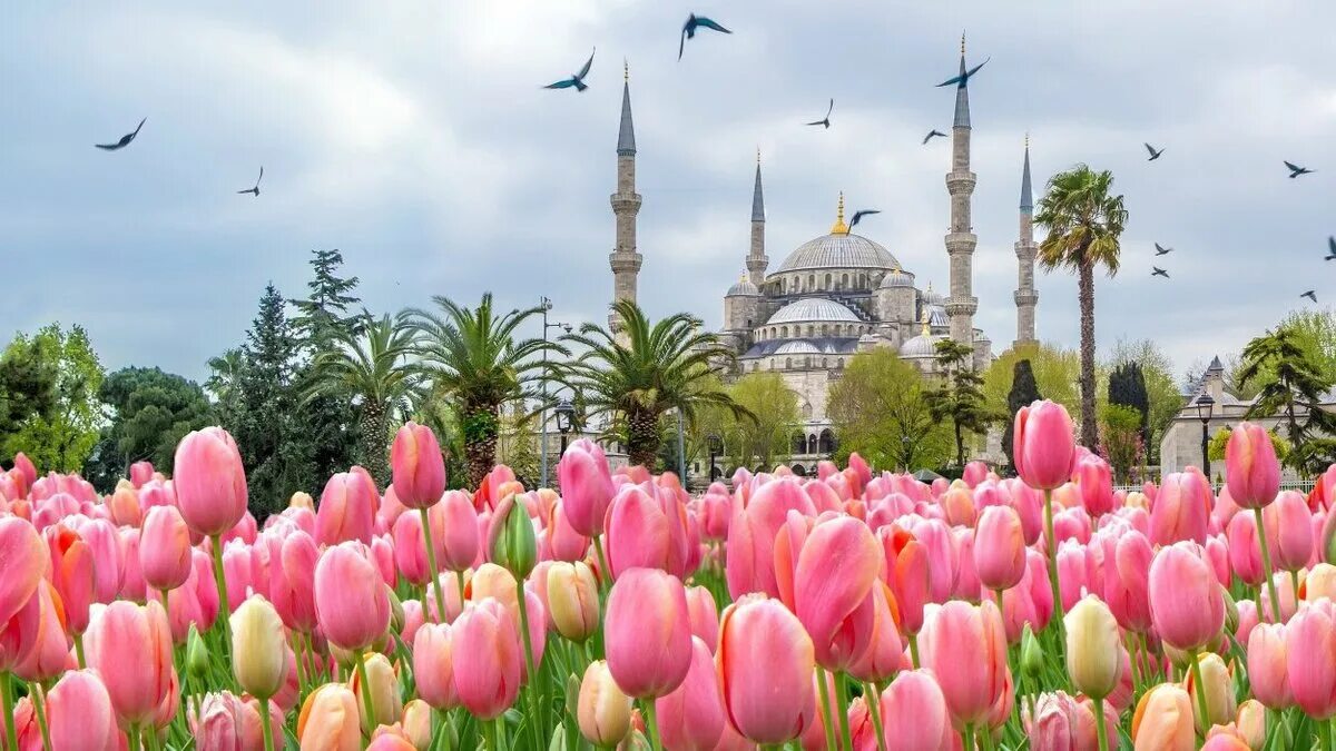 Султанахмет Стамбул тюльпаны. Голубая мечеть в Стамбуле тюльпаны. Парк Эмирган фестиваль тюльпанов. Парк Эмирган в Стамбуле фестиваль тюльпанов.