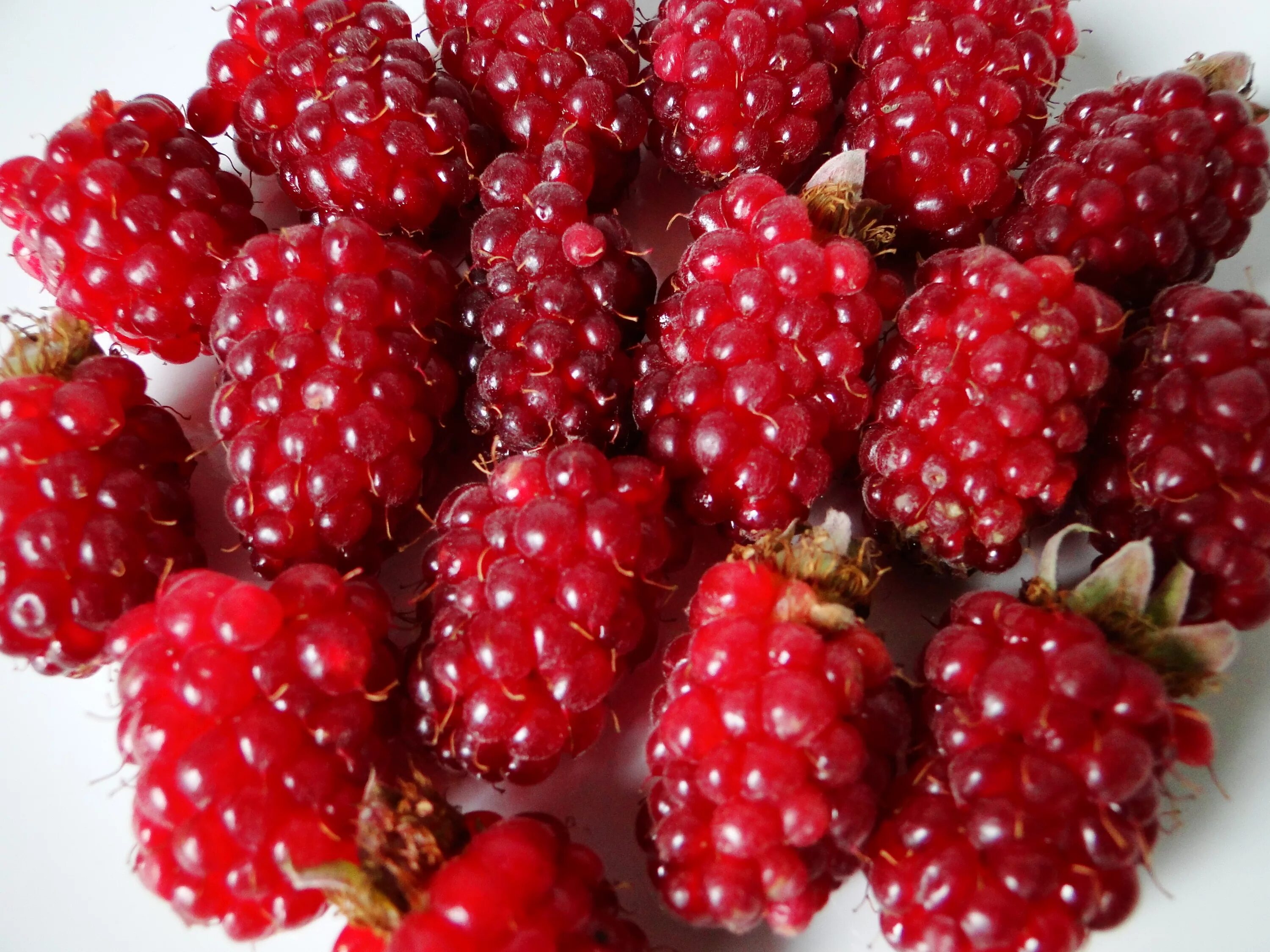 ежемалина тайберри куст. ежемалина (ежевика) логанберри. малино-ежевичные гибриды бойсенберри. гибриды ягод. норвежская малина земляничная.