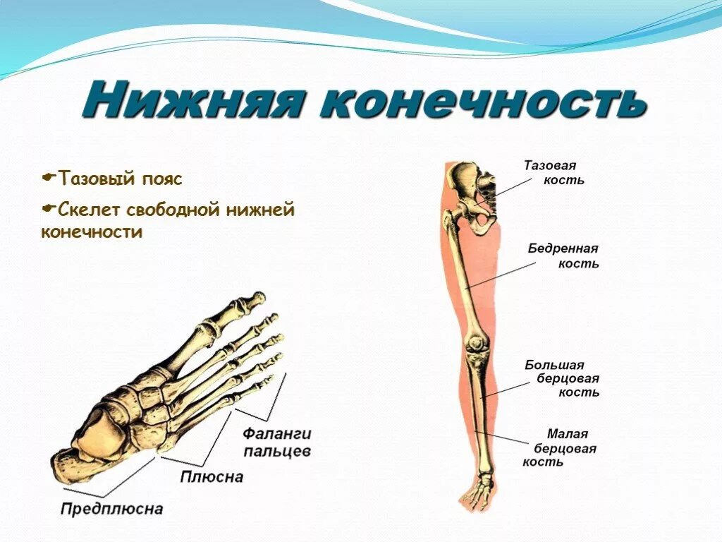 Нижние конечности являются. Кости пояса нижних конечностей человека. Кости пояса нижних конечностей и свободной конечности. Кости тазового пояса и свободной нижней конечности. Костный скелет свободной нижней конечности.