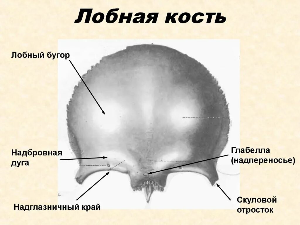 Почему большие головки. Лобные кости черепа. Лобная кость строение. Строение лобной кости черепа. Лобная кость строение анатомия основные части.