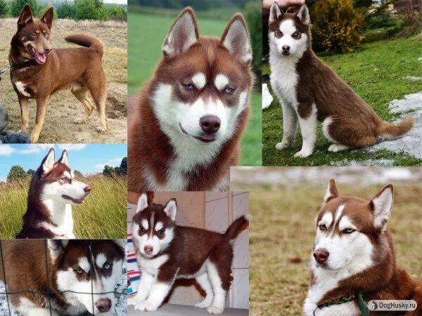 Породы хаски с фотографиями и названиями Хаски Орех Siberische husky, Sledehonden, Honden