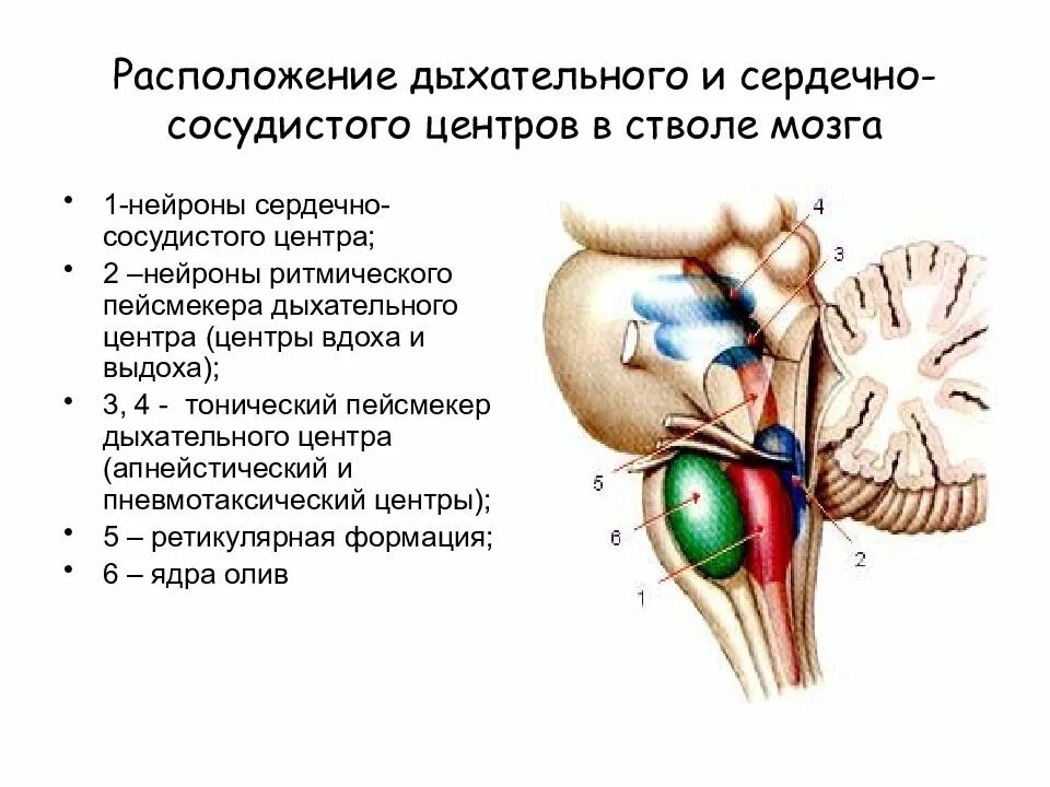 Сердечный центр головного мозга. Сосудодвигательный и дыхательный центры располагаются в. Нейроны дыхательного центра продолговатого мозга. Сосудодвигательный центр продолговатого мозга. Дыхательный и сердечно-сосудистый центр.