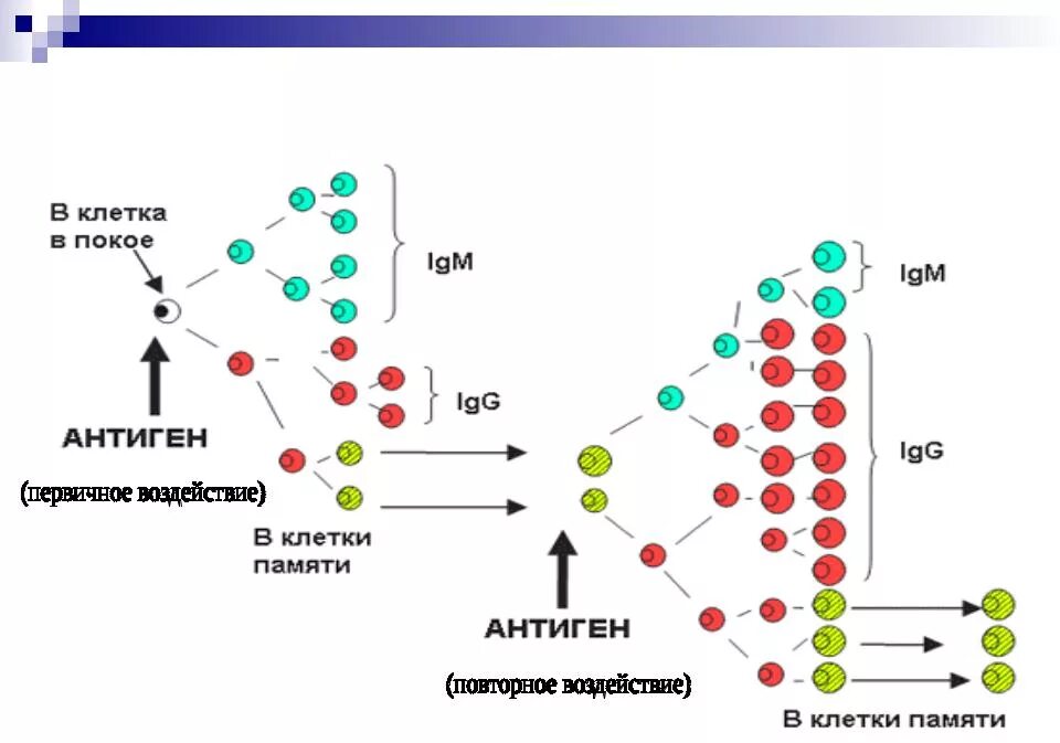 Клетки иммунологической памяти образуют:. Образование клеток иммунологической памяти. Т клетки памяти иммунология. Формирование клеток памяти иммунология. Т клетки образуются