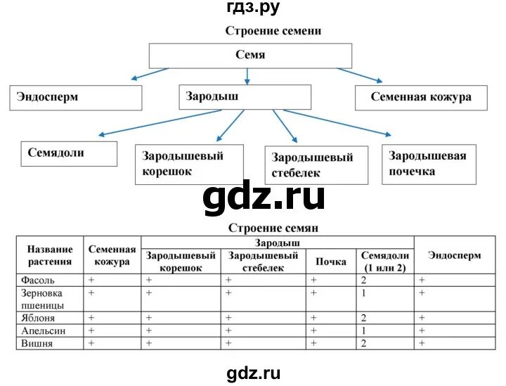 Биология 6 класс рабочая тетрадь 18 параграф. Биология 6 класс рабочая тетрадь Бодрова.