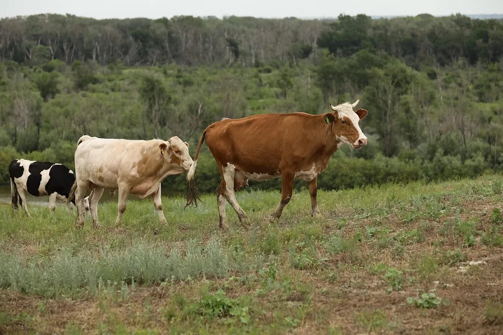 Купить телят в волгоградской области. Северная корова. Коровы на выгуле. Выгул скота. Сельское хозяйство в северных территориях.
