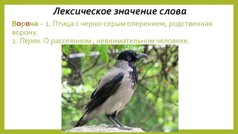 Лексическое значение слова птицы