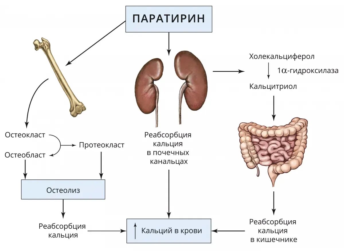 Паратгормон. Интактный паратгормон. Птг гормон. Паратирин интактный что это. Паратирин интактный что это.