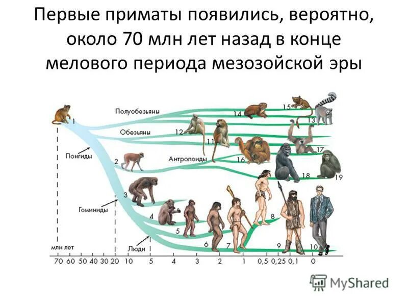 Приматы какое развитие. Эволюция обезьян приматов. Схема развития приматов. Ветка приматов эволюционная. Схема эволюционного развития приматов.