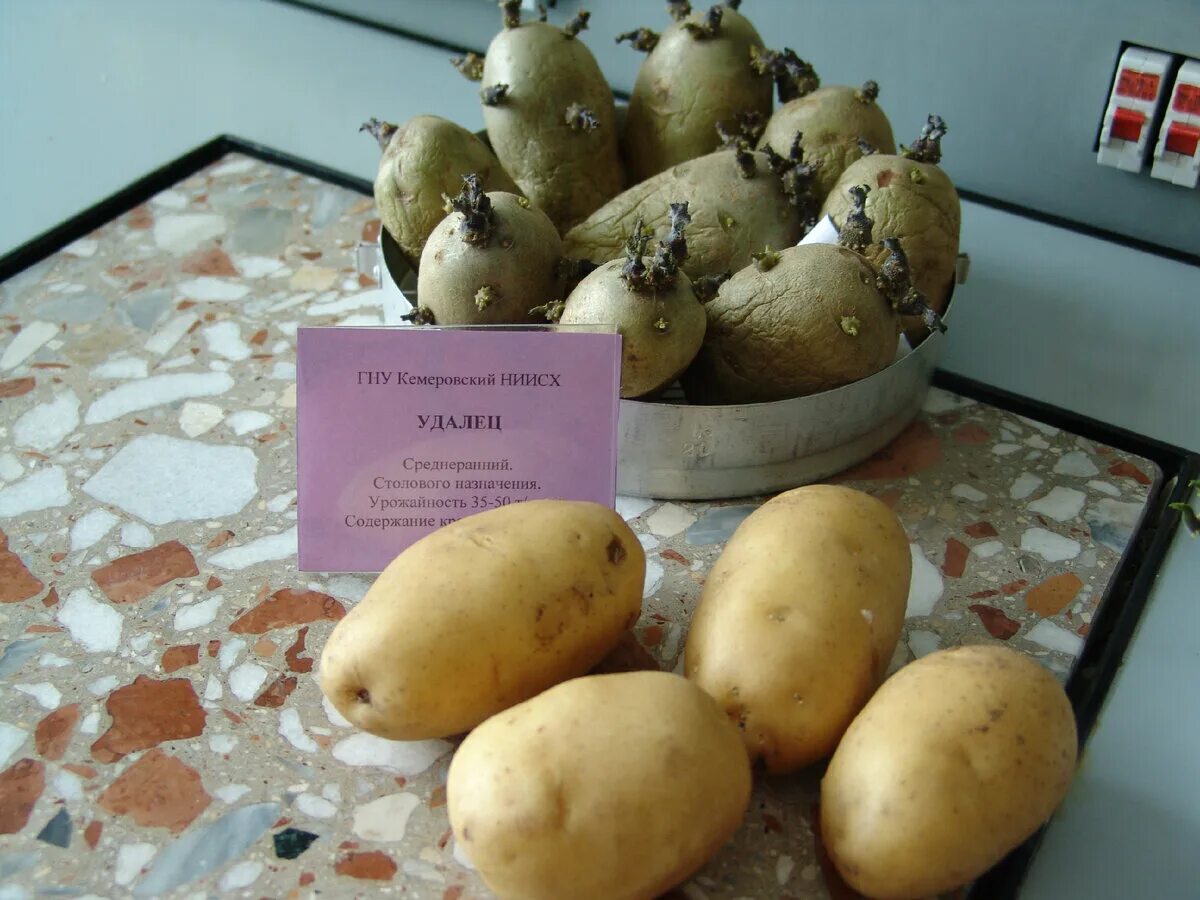 Картофель, запеченный по-португальски.