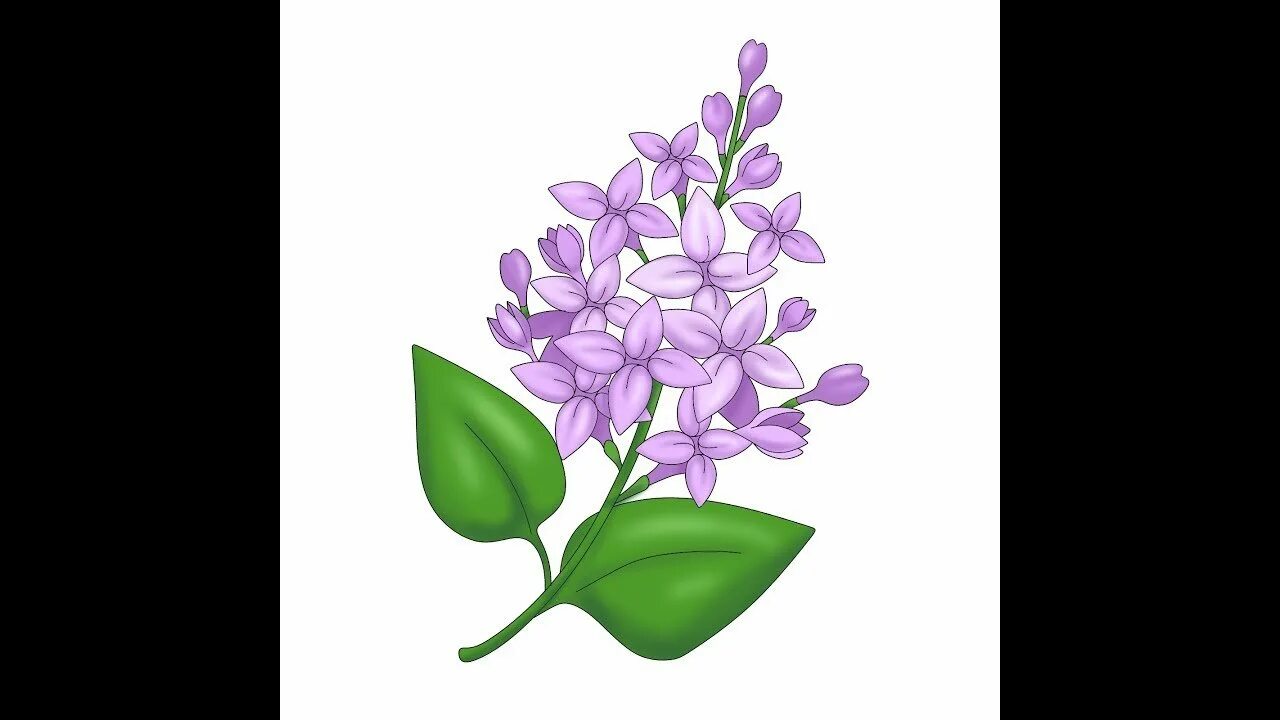 Варисова сирень. Сирень раскраска. Веточка сирени рисунок для детей. Сирень картинка для детей. Веточка сирени раскраска.