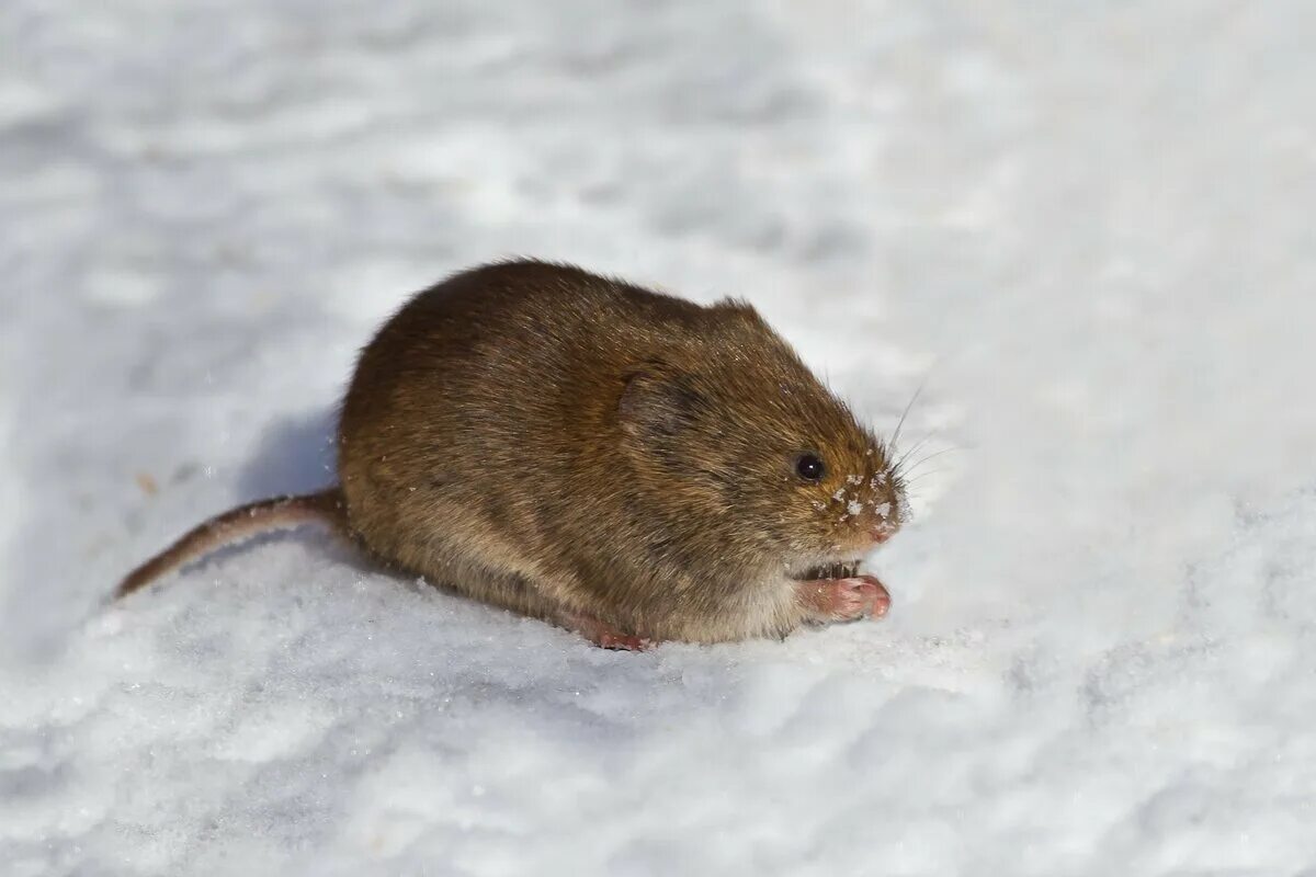 Полевые мыши зимой. Снеговая полёвка (chionomys nivalis). Гудаурская полевка. Мышь полевка зимой. Гудаурская снеговая полевка.