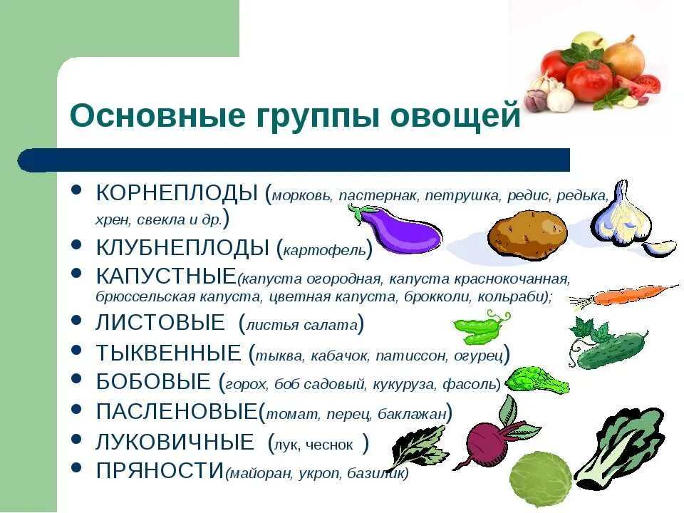 Классификация корнеплодов. К группе корнеплодов овощей относятся. Овощи входящие в корнеплоды. Какие овощи относятся к корнеплодам. Овощи входящие в группу