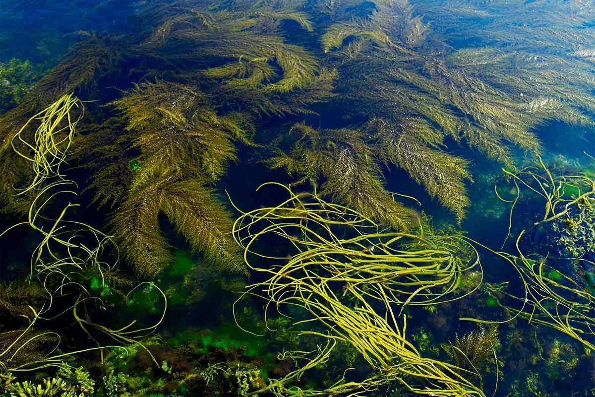 Воздух в водорослях. Саргассово море водоросли. Саргассово море ламинария. Саргассово море в океане. Саргассовы острова.