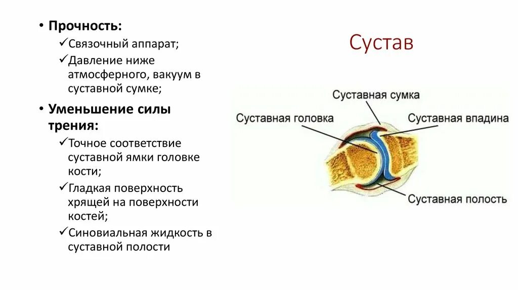 Чем покрыты суставные поверхности костей. Суставная полость анатомия. Связочный аппарат. Синовиальная полость. Уменьшает трение суставных поверхностей костей.