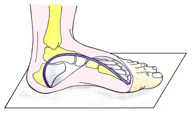 Точка опоры поперечного свода стопы. Точки опоры продольного свода стопы. Наружный свод стопы. Арка свода стопы.