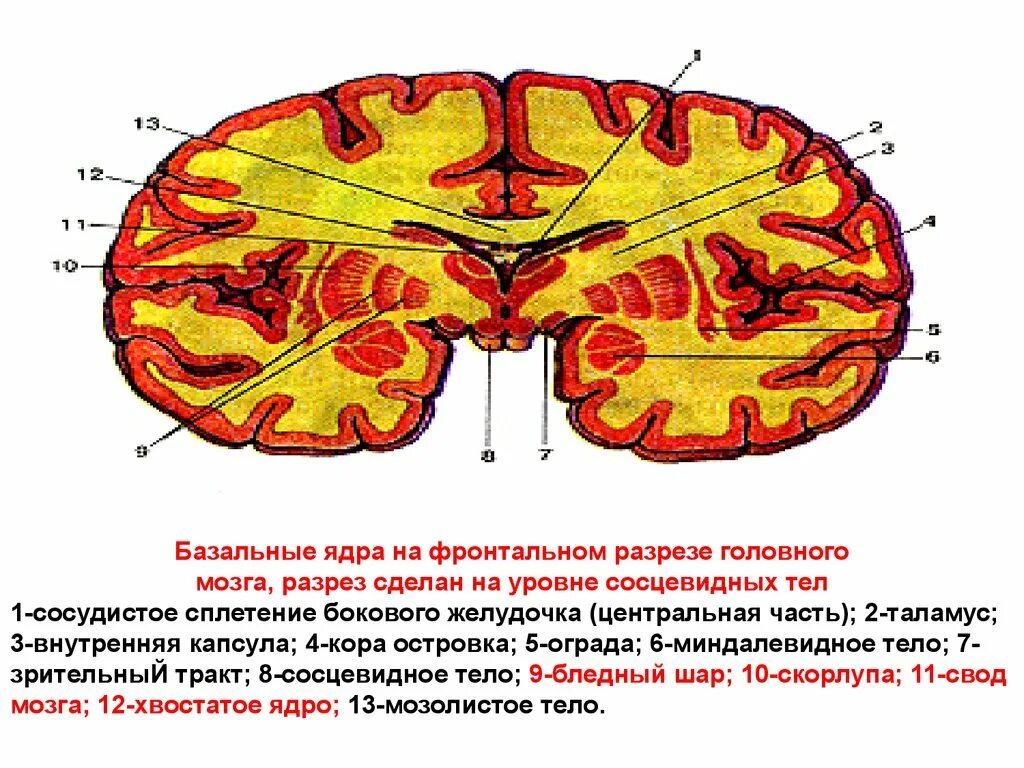 Ядра полушарий большого мозга. Горизонтальный срез головного мозга базальные ядра. Фронтальный срез головного мозга базальные ядра. Базальные ядра головного мозга анатомия.