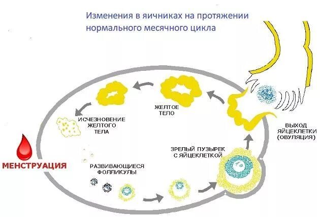 Организм после овуляции. Фазы формирования желтого тела. Цикл желтого тела стадии. Стадии образования желтого тела. Регрессия желтого тела.