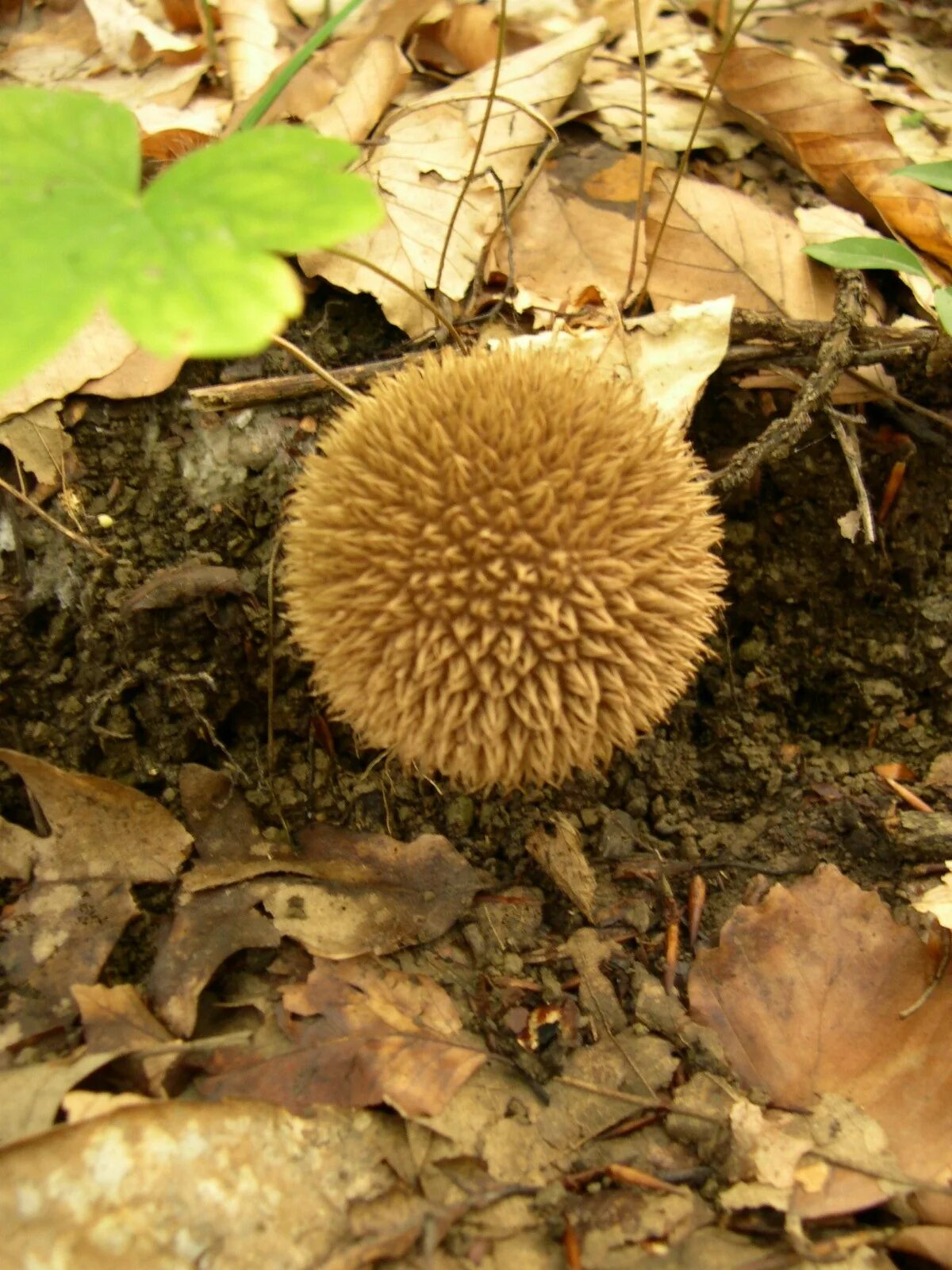 Lycoperdon echinatum. Lycoperdon echinatum. Гриб дождевик шиповатый съедобный. Гриб с колючим именем. Гриб с колючим именем.