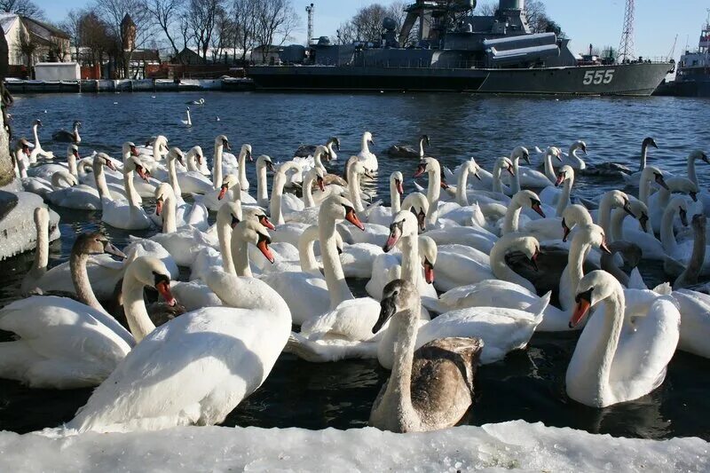 Лебеди голуби львы ежи ерши. Балтийск лебеди. Лебеди в Калининграде Балтийск. Балтийск город лебедей. Балтийск корабли и лебедь.