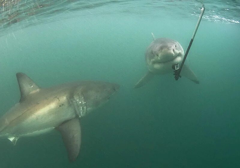 Акулы в балтийском море. Катран балтийское море. Синяя акула. Акулы в сочи. Розовая акула молот.