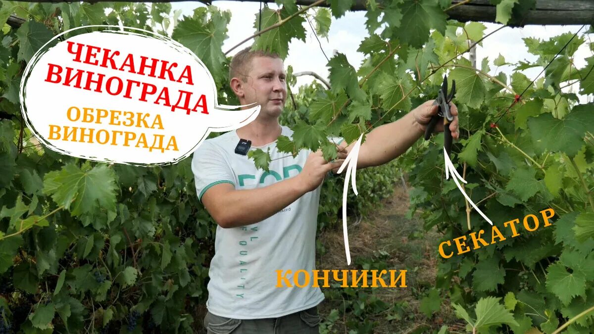 Пасынкование винограда летом. Чеканка винограда сроки на урале. Когда чеканить виноград в средней полосе. Чеканка винограда в августе в подмосковье. Виноградная лоза пасынкование.