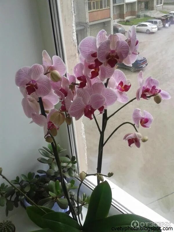 Комнатный цветок фаленопсис. Фаленопсис капучино. Фаленопсис обильноцветущий. Орхидея фаленопсис цветение.