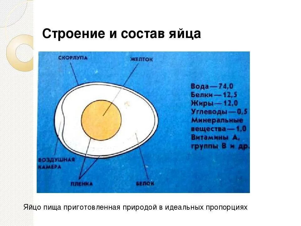 Функция желтка. Строение яйца курицы (по Белоусову, 1993). Строение белка куриного яйца. Строение скорлупы яйца. Строение скорлупы куриного яйца.