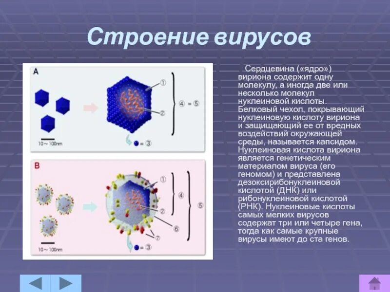 Клеточное строение имеет бактерия вирус. Ядро вируса. Строение вируса. Клетка вируса. Вирусы имеют строение.