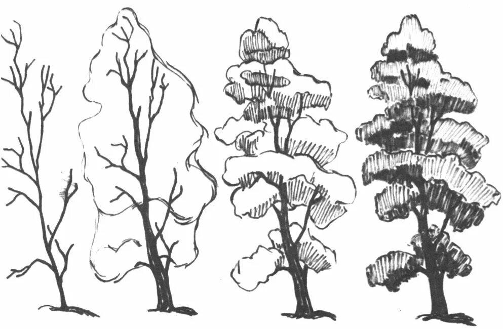 Рисунок дерева 6 класс изо. Зарисовки деревьев. зарисовки деревьев различных пород. этапы рисования дерева. дерево карандашом.