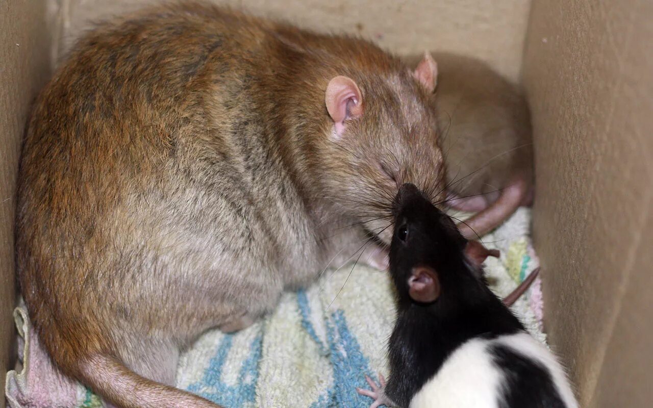 крыса лонг эванс. крыса дамбо альбинос. крыса девил бурмиз. крысе два года. крысе два года.