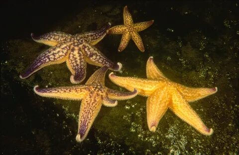 Амурская морская звезда