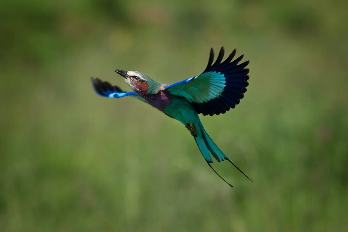 Light wind. The world&#039;s lightest bird.